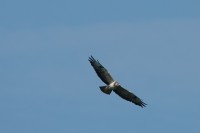 Landgoed Haarzuilens